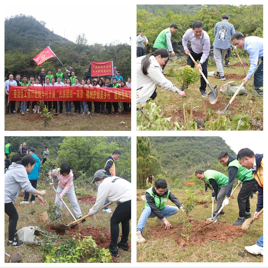 植树拼接.jpg
